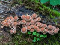 Riesige Gruppe Pilze an morschem Holz